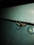 creepy spider under window of school