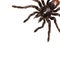 Creepy Tarantula with large fangs isolated on white