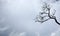 A creepy tree and branches leaning up and out into an eerie cloudy spooky sky