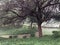 Creepy trees are standing inside a garden