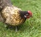 Crele bantam hen organic freerange poultry