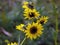 Cremanthodium ellisi, the Himalayan Mini Sunflower