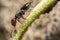 Crematogaster scutellaris ant with aphids