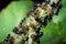 Crematogaster scutellaris eats honeydew