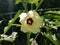 Creme Coloured Vegetable Flower