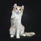 Creme with white adult American Curl cat on black background with paw in air