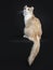 Creme with white adult American Curl cat sitting backwards on black background