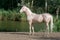 Cremello akhal-teke horse stallion portrait