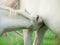 Cremello foal eating mom . close up