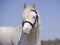 Cremello horse in bridle portrait