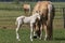 Cremello mare with a newborn cremello foal standing in the pasture. Animal portrait