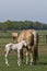 Cremello mare with a newborn cremello foal standing in the pasture. Animal portrait