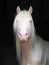 Cremello Stallion