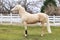 Cremello stallion horse jump against white colored corral fence