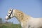 Cremello welsh mountain pony stallion