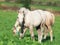 Cremello welsh ponies foal in the pasture