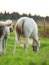 Cremello welsh pony foal with mom.