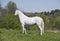 Cremello white horse