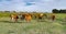 Creole cattle in the green Pampean region