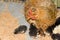 Creole hen with newborn chicks in rustic farmyard