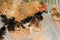 Creole hen with newborn chicks in rustic farmyard