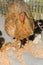 Creole hen with newborn chicks in rustic farmyard