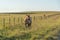 Creole horse on equine farm in the state of Rio Grande do Sul in Brazil