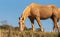 The Creole horse on a farm in Brazil 01