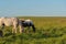 Creole horses feeding on an equine farm in the state of Rio Grande do Sul in Brazil