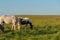 Creole horses feeding on an equine farm in the state of Rio Grande do Sul in Brazil