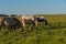 Creole horses feeding on an equine farm in the state of Rio Grande do Sul in Brazil