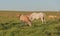 Creole horses feeding on an equine farm in the state of Rio Grande do Sul in Brazil