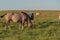 Creole horses feeding on an equine farm in the state of Rio Grande do Sul in Brazil