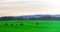 Creole horses feeding in a green field on a cold morning