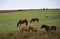 Creole horses in pasture field in winter morning and intense cold