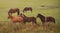 Creole horses in pasture field in winter morning and intense cold