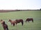 Creole horses in pasture field in winter morning and intense cold