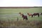 Creole horses in pasture field in winter morning and intense cold