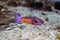 A Creole Wrasse Clepticus parrae in Cozumel