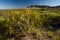 Creosote bush, Lihue Calel National Park,