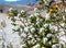 Creosote bush in Red Rock Canyon, Nevada, USA