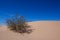 Creosote Bush and Sand Dunes