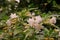 Crepe gardenia, Coffee rose or Pinwheel