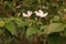 Crepe gardenia, Coffee rose or Pinwheel flower