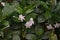 Crepe gardenia, Coffee rose or Pinwheel flower