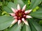 crepe ginger (Cheilocostus speciosus) flower, close-up view