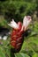 Crepe ginger flower, Costus spiralis, on garden, Rio