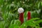 Crepe ginger white flower blossoming in the garden in Singapore