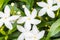 Crepe Jasmine or East Indian Rosebay