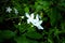 Crepe jasmine | Flower in rainy day